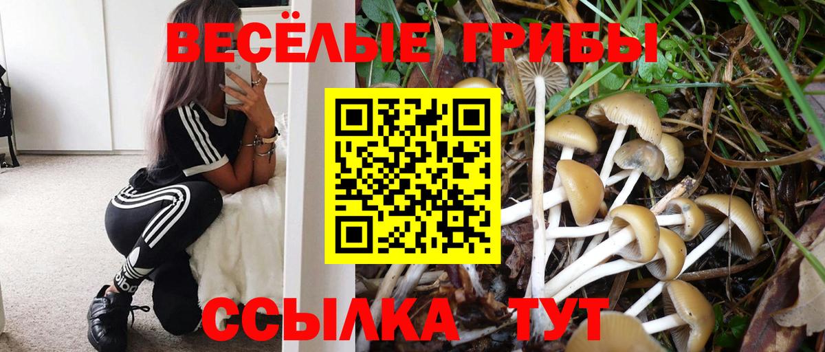 Псилоцибиновые грибы Psilocybine cubensis Кингисепп